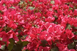 Bougainvillea Red Dragon™ 'Red Zed'