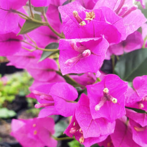 Bougainvillea: Bougainvillea Bambino™ 'Zulu'