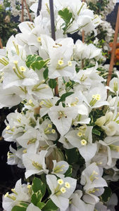 Bougainvillea Bambino™ 'Panda'