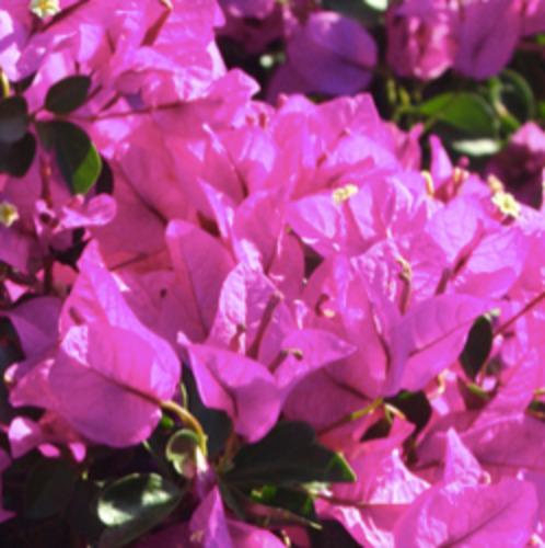 Bougainvillea: Bougainvillea Babybino™ 'Mimi-Pur'
