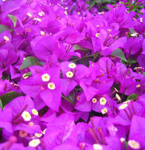 Bougainvillea Red Dragon™ 'Pretty Purple'