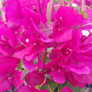 Bougainvillea Bambino™ 'Maudi'