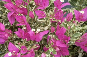 Bougainvillea Red Dragon™ 'Purple Patch'