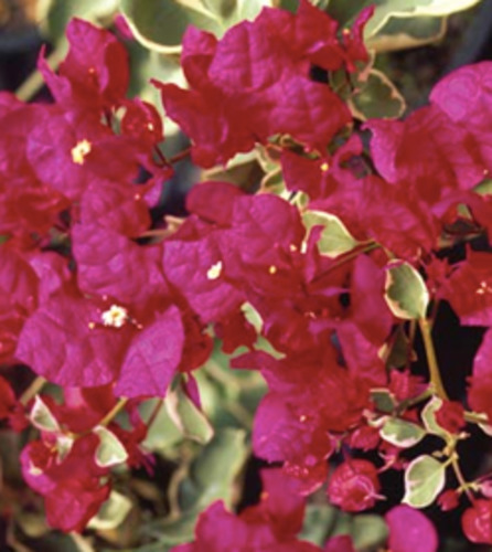 Bougainvillea Bambino™ 'Jellibene'