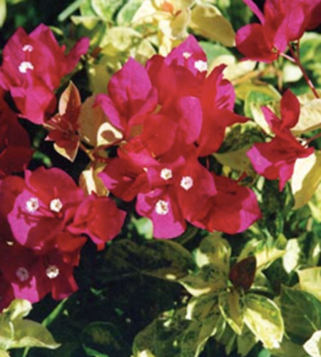 Bougainvillea Bambino™ 'Bilas'