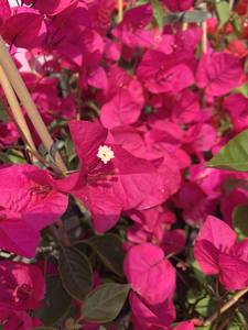 Bougainvillea 'Mary Palmer'