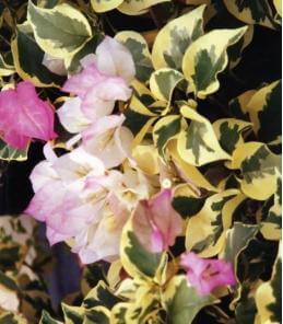 Bougainvillea: Bougainvillea Bambino™ 'Arora'