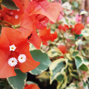 Bougainvillea Bambino™ 'Miski'