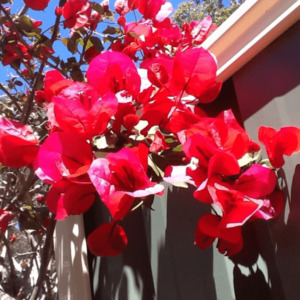 Bougainvillea 'Scarlet O'Hara'