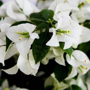 Bougainvillea Bambino™ 'Bees Nees'