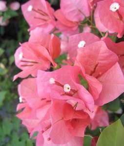 Bougainvillea Red Dragon™ 'Zinnibar'