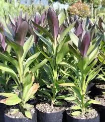 Cordyline stricta 'Show Off'