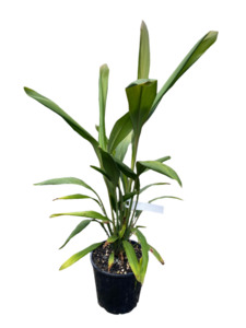 Cordyline: Cordyline petiolaris