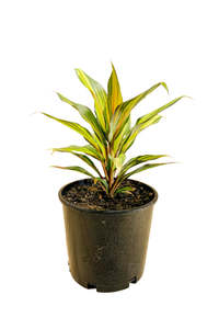 Cordyline: Cordyline 'Celestial Dawn'