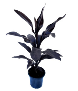 Cordyline 'Caruba Black'