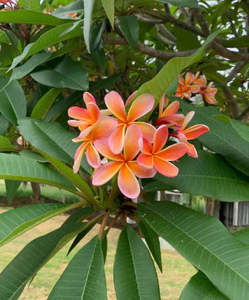 Frangipani: Tropical Frangipani 'Fruit Salad'