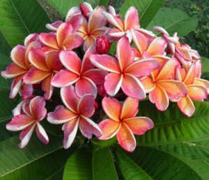 Tropical Frangipani 'Penang Peach'