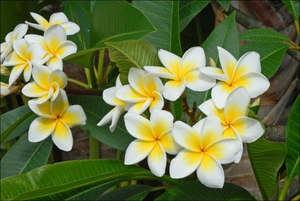 Frangipani: Tropical Frangipani 'Celadine' (Classic White & Yellow)