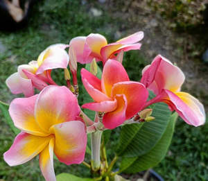 Tropical Frangipani 'Mixed Thai Hybrids'