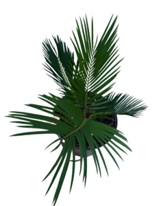 Cycas: King Sago, Cycad