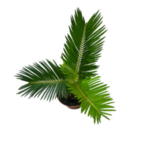 King Sago, Cycad
