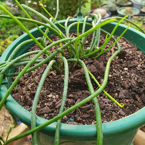 Cacti: Rhipsalis Baccifera | Spaghetti Cactus