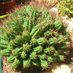 Cacti: Euphorbia mammillaris - Indian Corn Cob