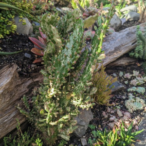 Cacti: Opuntia Monacantha f. Monstruosa Variegata | Variegated Joseph's Coat