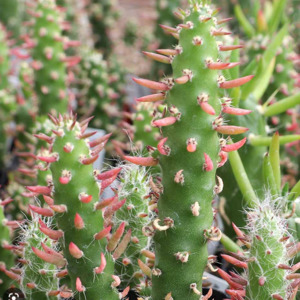 Cacti: Opuntia Subulata | Eve's Pin