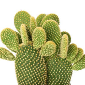 Cacti: Opuntia Microdasys Yellow | Bunny Ears Cactus