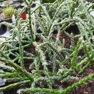 Cacti: Rhipsalis Horrida | Mouse Tail Cactus