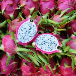 Cacti: Dragon Fruit, White (Starter plant)