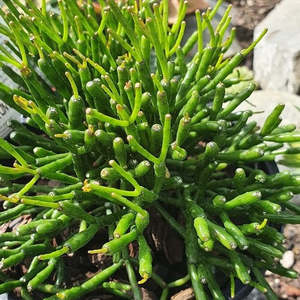 Hatiora Salicornoides | Dancing Bones Cactus