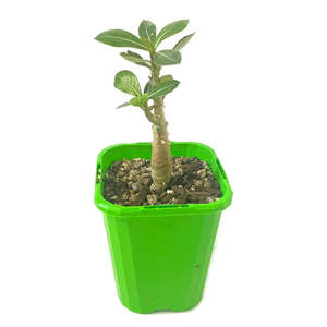Adenium obesum 'Desert Rose'