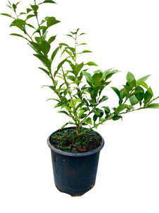 Citrus Yuzu (Yuzu Lemon) 2ltr