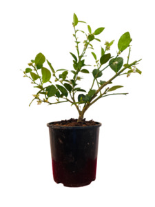 Lime 'Key Lime' 2ltr