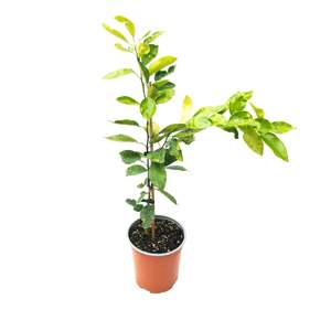 Citrus: Grapefruit 'Star Ruby' 3ltr