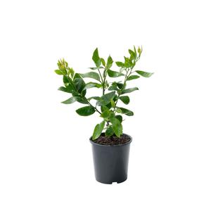 Citrus: Lime 'Tahitian' 2ltr