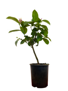 Citrus: Lemon 'Meyer' 2ltr