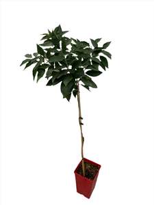 Cara Cara Navel Orange