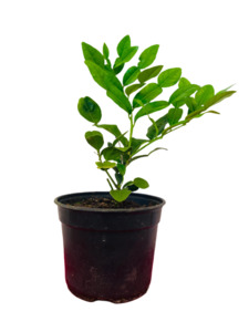 Kaffir Lime Citrus 2ltr