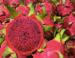 Dragonfruit: Dragon Fruit, Red (Starter plant)