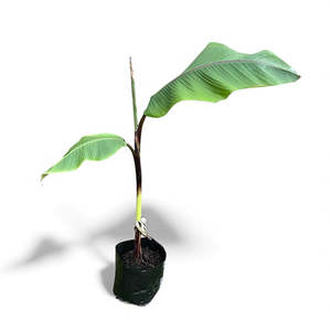 Bananas: Ornamental Banana - Musa Ornata