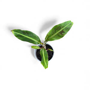 Bananas: Dwarf Cavendish Banana