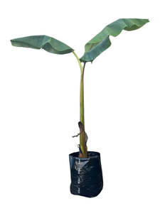 Bananas: Banana 'Misi Luki' / Lady Finger