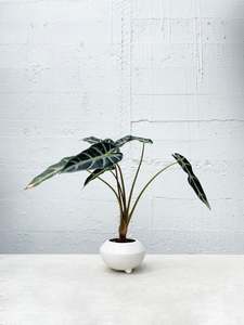 Alocasia 'Bambino'