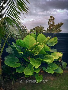 ALOCASIA ODORA | Elephant Ears