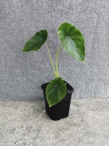 Alocasia Clypeolata