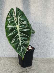 Alocasia Pink Dragon