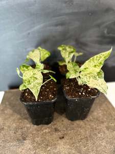 Alocasia Odora 'Batik'